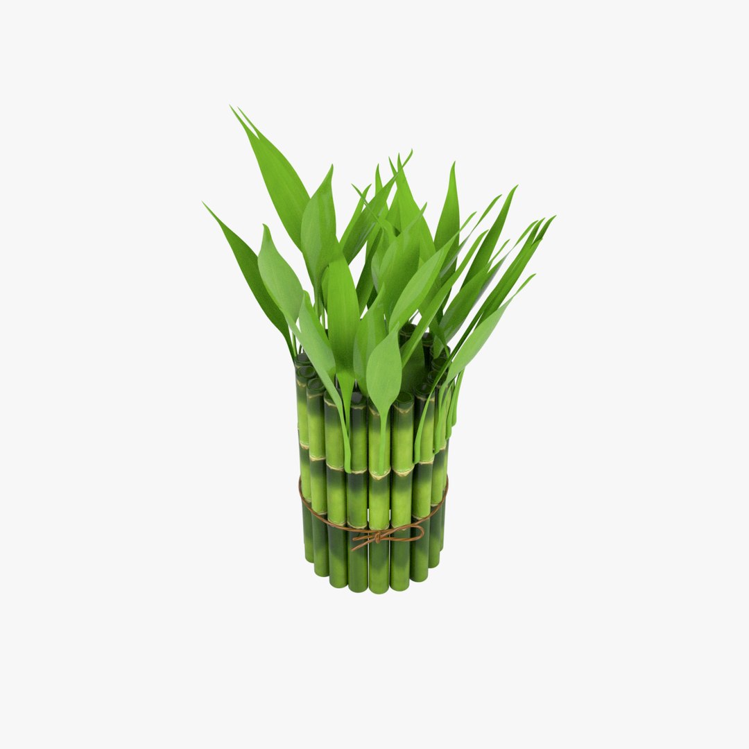 3d model bamboo https://p.turbosquid.com/ts-thumb/BO/4h72mF/XvZXTd3o/image3/png/1490872023/1920x1080/fit_q87/cb05a9cb4dcddabfb5f64e22e6783087b87a6ceb/image3.jpg