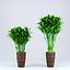Indoor Plant  Flower in a Pot 3D Model