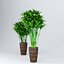 Indoor Plant  Flower in a Pot 3D Model
