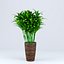 Indoor Plant  Flower in a Pot 3D Model