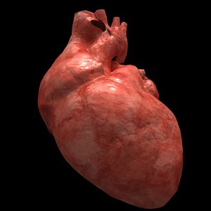 3d model heart