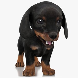 3D Dachshund Dog Puppy 3d Model