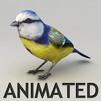 Tit Animated