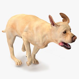 Running White Retriever Dog Animated Rigged 3D model