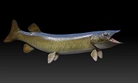 Muskellunge Fish