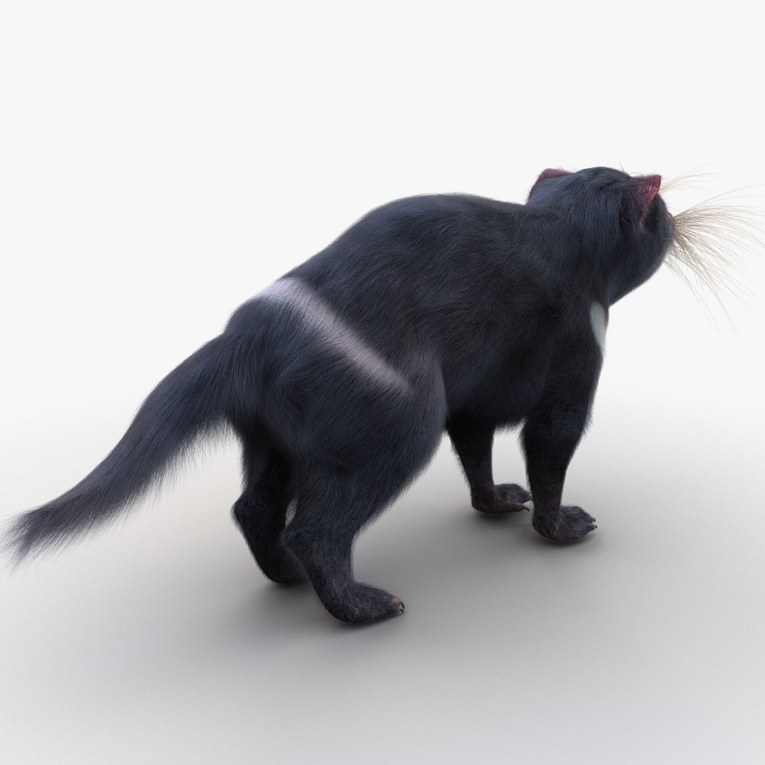 tasmanian devil fur max https://p.turbosquid.com/ts-thumb/BO/iy0Jkx/4L2wOU1B/tasmaniandevilfur_13/jpg/1384549783/1920x1080/fit_q87/a96769e33386f496854bcd26b675a41ab487da8e/tasmaniandevilfur_13.jpg