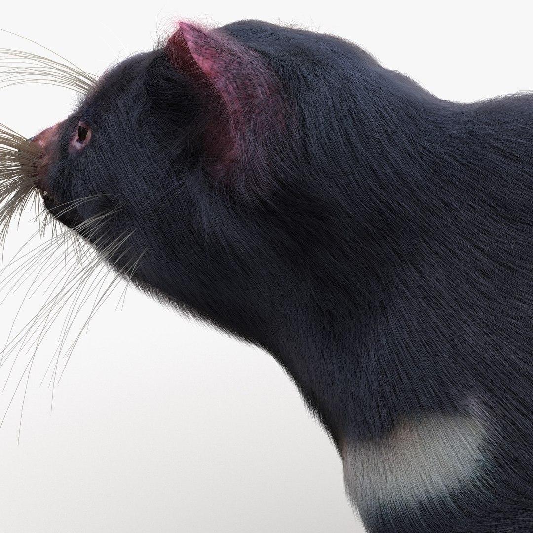 tasmanian devil fur max https://p.turbosquid.com/ts-thumb/BO/iy0Jkx/4iuR5cQC/tasmaniandevilfur_21/jpg/1384549813/1920x1080/fit_q87/dec7b4368e07d0a893355968835692684e202534/tasmaniandevilfur_21.jpg