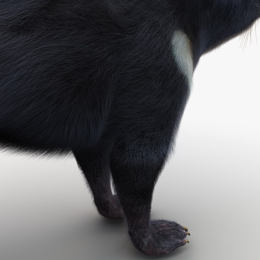 tasmanian devil fur max https://p.turbosquid.com/ts-thumb/BO/iy0Jkx/6TX5endl/tasmaniandevilfur_20/jpg/1384549819/1920x1080/fit_q87/892c8c25c403d0c6ba79cdb91e513d7693f2ad80/tasmaniandevilfur_20.jpg