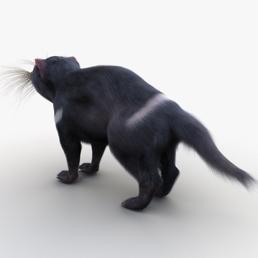 tasmanian devil fur max https://p.turbosquid.com/ts-thumb/BO/iy0Jkx/7735WYvO/tasmaniandevilfur_14/jpg/1384549786/1920x1080/fit_q87/52a1219897923b7fc62993c586fa68be7cd22a65/tasmaniandevilfur_14.jpg
