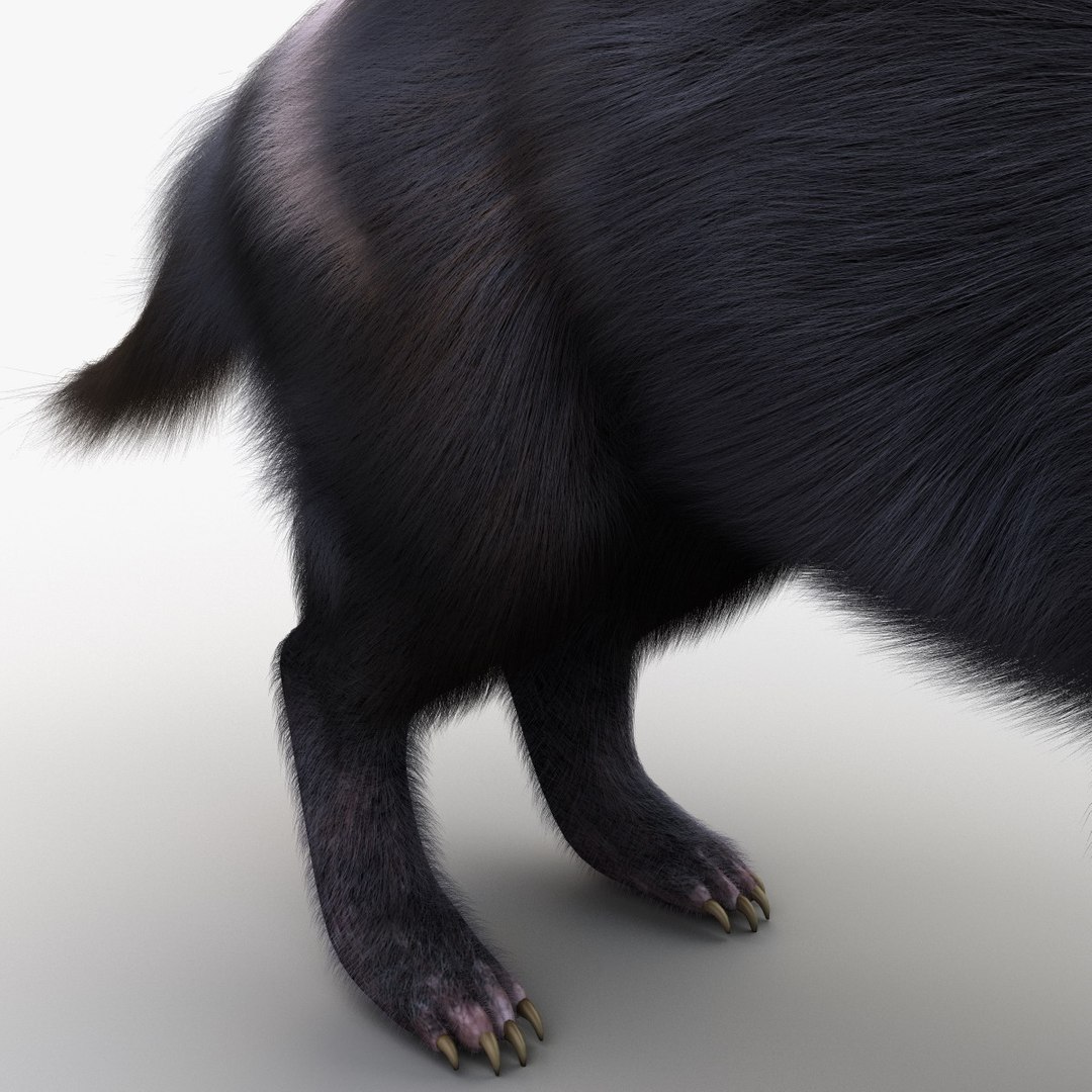 tasmanian devil fur max https://p.turbosquid.com/ts-thumb/BO/iy0Jkx/7ioHJC8E/tasmaniandevilfur_18/jpg/1384549803/1920x1080/fit_q87/9fd7daf31fc62baddd6971cf977916da9fcdac3b/tasmaniandevilfur_18.jpg