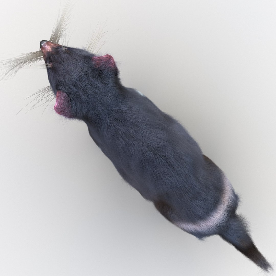 tasmanian devil fur max https://p.turbosquid.com/ts-thumb/BO/iy0Jkx/Hq39waFJ/tasmaniandevilfur_15/jpg/1384549799/1920x1080/fit_q87/f97881cd9dc4a5b403233401fa9307fc52b6f93d/tasmaniandevilfur_15.jpg