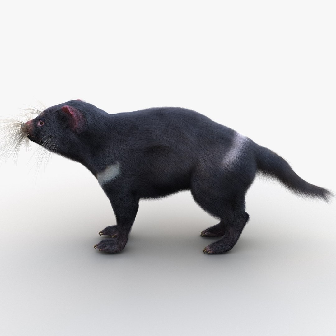 tasmanian devil fur max https://p.turbosquid.com/ts-thumb/BO/iy0Jkx/I3CBpWQN/tasmaniandevilfur_10/jpg/1384549782/1920x1080/fit_q87/c8c74f9ff7cb7e219f6742e6cc037a0fa96ff6ad/tasmaniandevilfur_10.jpg