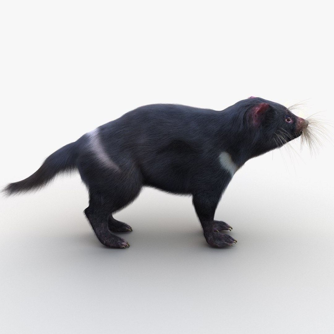 tasmanian devil fur max https://p.turbosquid.com/ts-thumb/BO/iy0Jkx/Xjd5YsVW/tasmaniandevilfur_12/jpg/1384549780/1920x1080/fit_q87/670255b5d91e36a9314b1e89f9fbda790ce61d33/tasmaniandevilfur_12.jpg