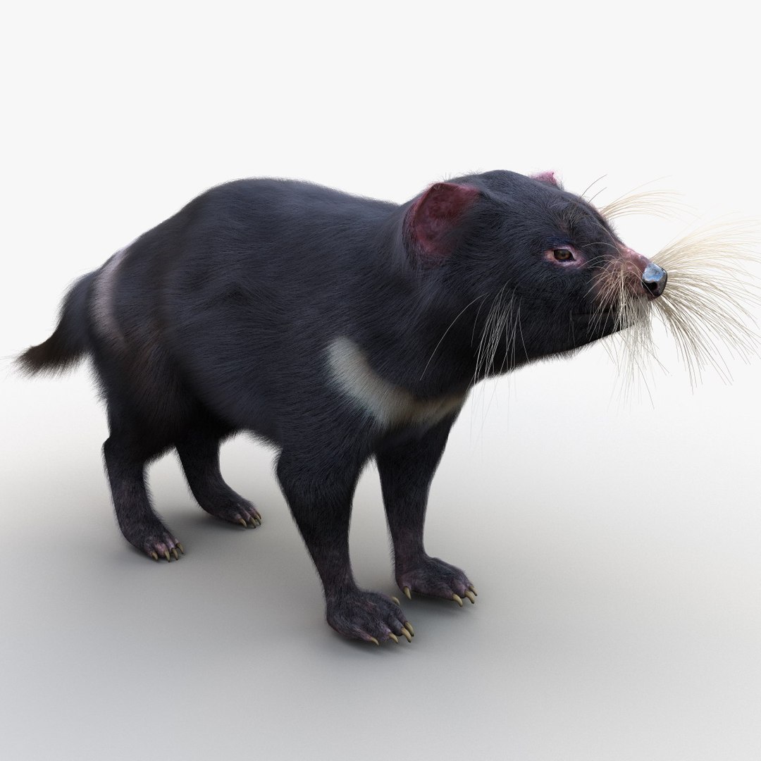 tasmanian devil fur max https://p.turbosquid.com/ts-thumb/BO/iy0Jkx/tr1bcxLr/tasmaniandevilfur_11/jpg/1384549776/1920x1080/fit_q87/4799f2be9eddb84dcdd7b808bf4a5d726d55889f/tasmaniandevilfur_11.jpg