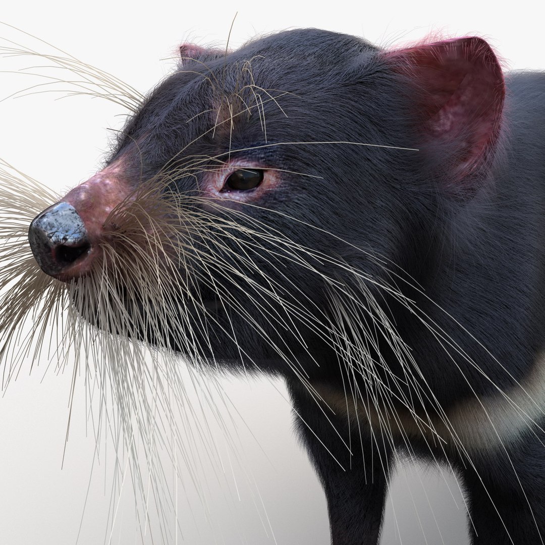 tasmanian devil fur max https://p.turbosquid.com/ts-thumb/BO/iy0Jkx/tyeIL7aQ/tasmaniandevilfur_16/jpg/1384549794/1920x1080/fit_q87/ede78525bfd9b56b9e7cbed34a0ef24831c28488/tasmaniandevilfur_16.jpg