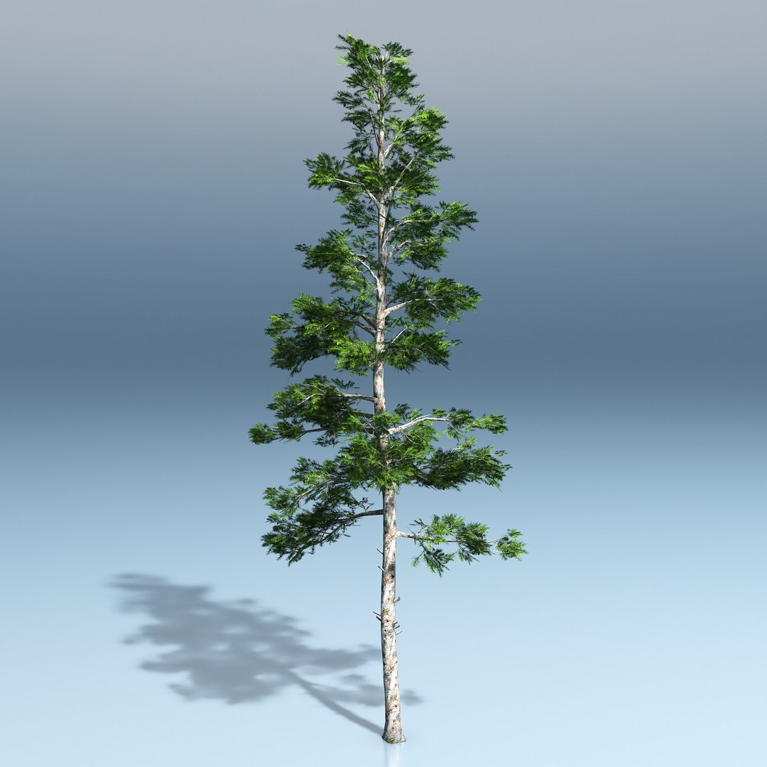 3d Professionally Conifer Trees