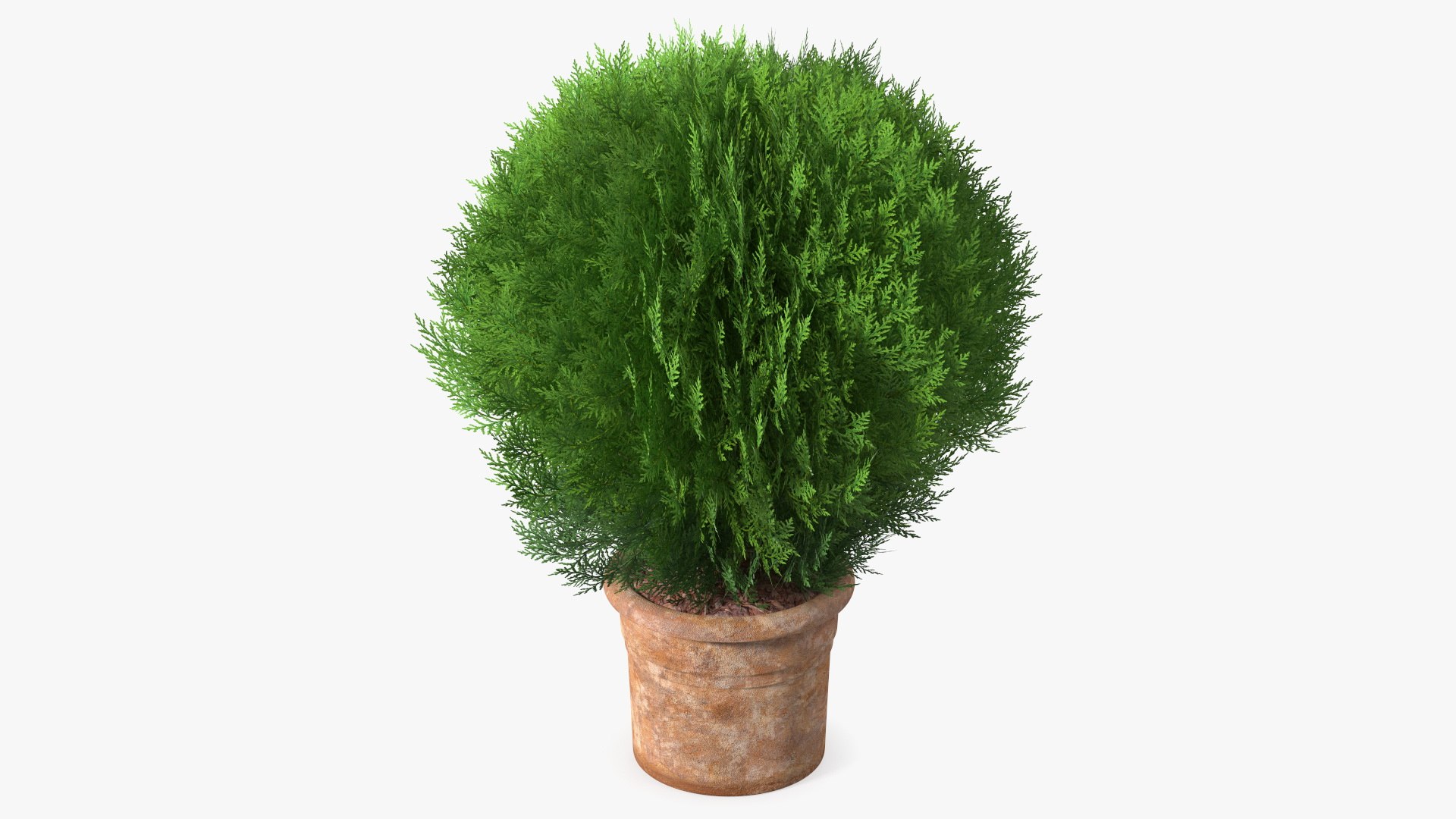 Platycladus Pot Plant 3D model preview