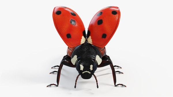 modelo 3d Mariquita - TurboSquid 1966741