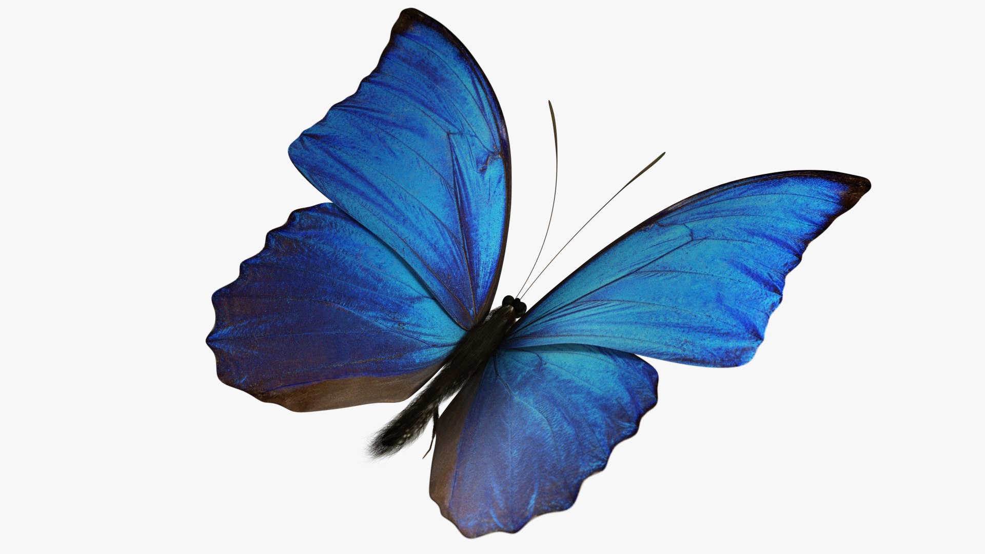 3D rigged animations https://p.turbosquid.com/ts-thumb/BP/MWVEcG/5r8BRbmH/butterfly01_d/jpg/1585248438/1920x1080/fit_q87/e9a3341a8f19562f5c3f9aa74b670d2ffa30417d/butterfly01_d.jpg