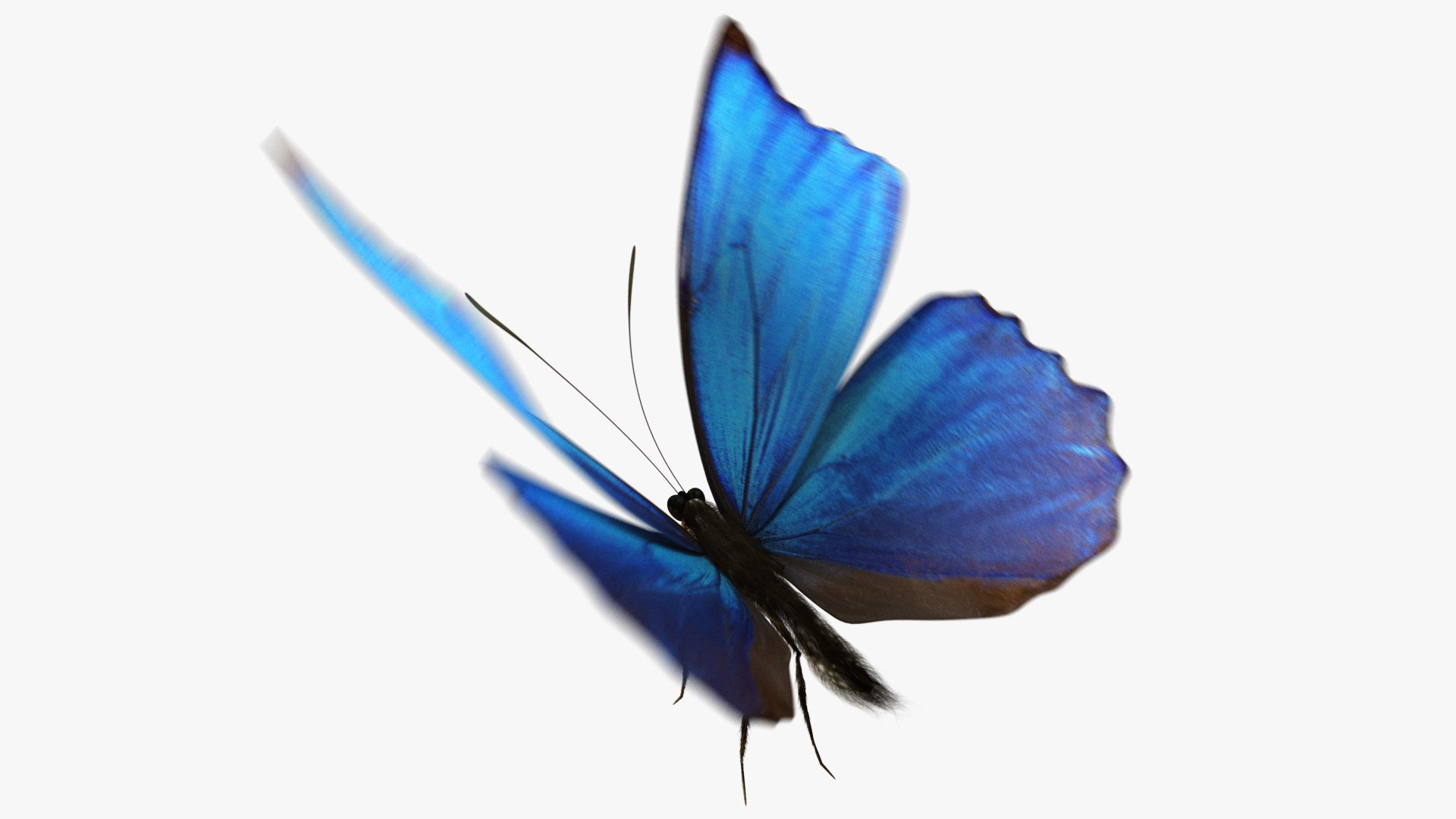 3D rigged animations https://p.turbosquid.com/ts-thumb/BP/MWVEcG/6NXV6xCe/butterfly01_i/jpg/1585250914/1920x1080/fit_q87/19be30f9ec2e3436b5f08819ba192afdacddd393/butterfly01_i.jpg