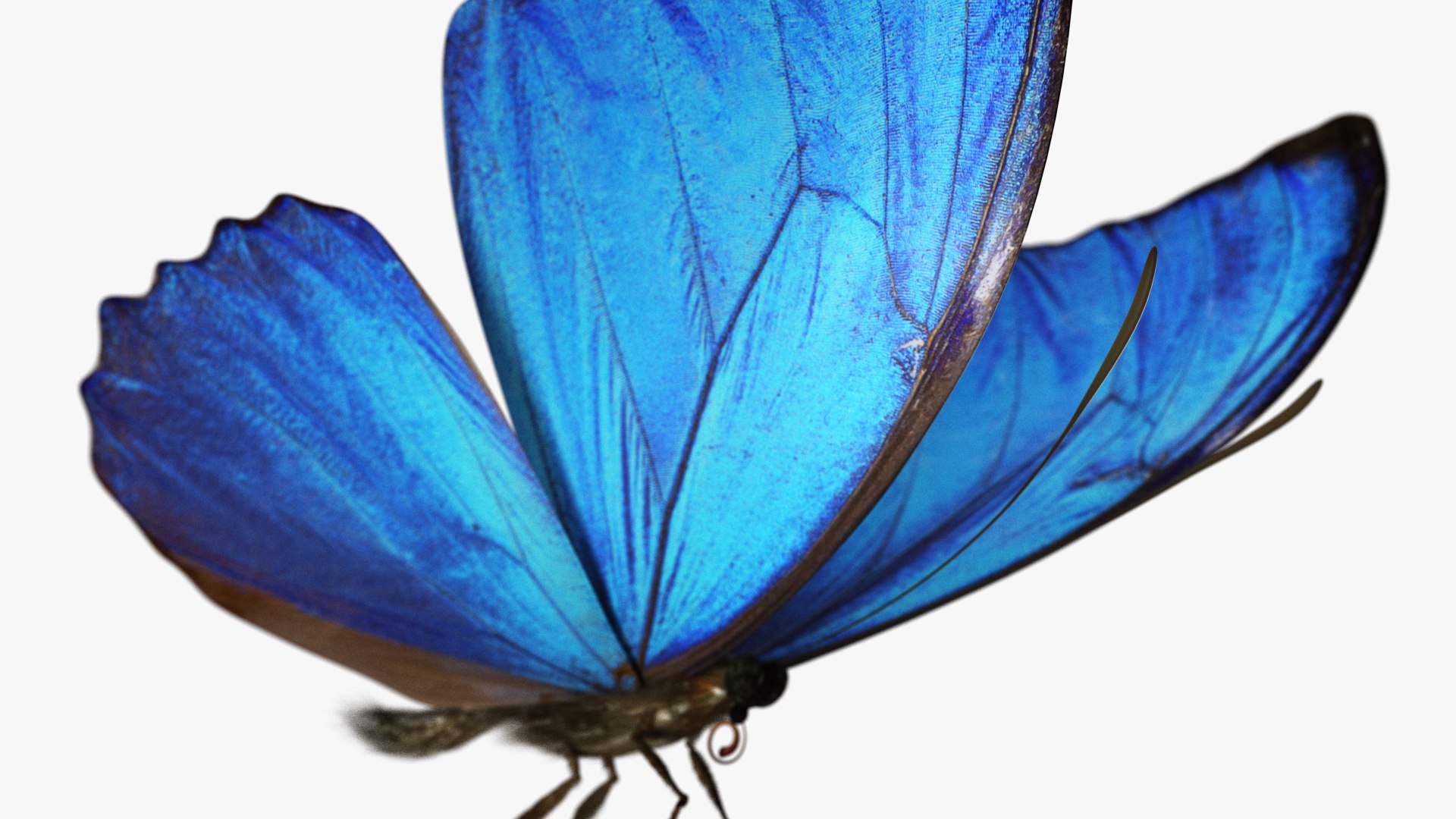 3D rigged animations https://p.turbosquid.com/ts-thumb/BP/MWVEcG/6p9YKQNU/butterfly01_b/jpg/1585243434/1920x1080/fit_q87/493219b86f5cb40bf4f58fc85989cb0be7b444ce/butterfly01_b.jpg