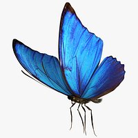 Blue Morpho Butterfly