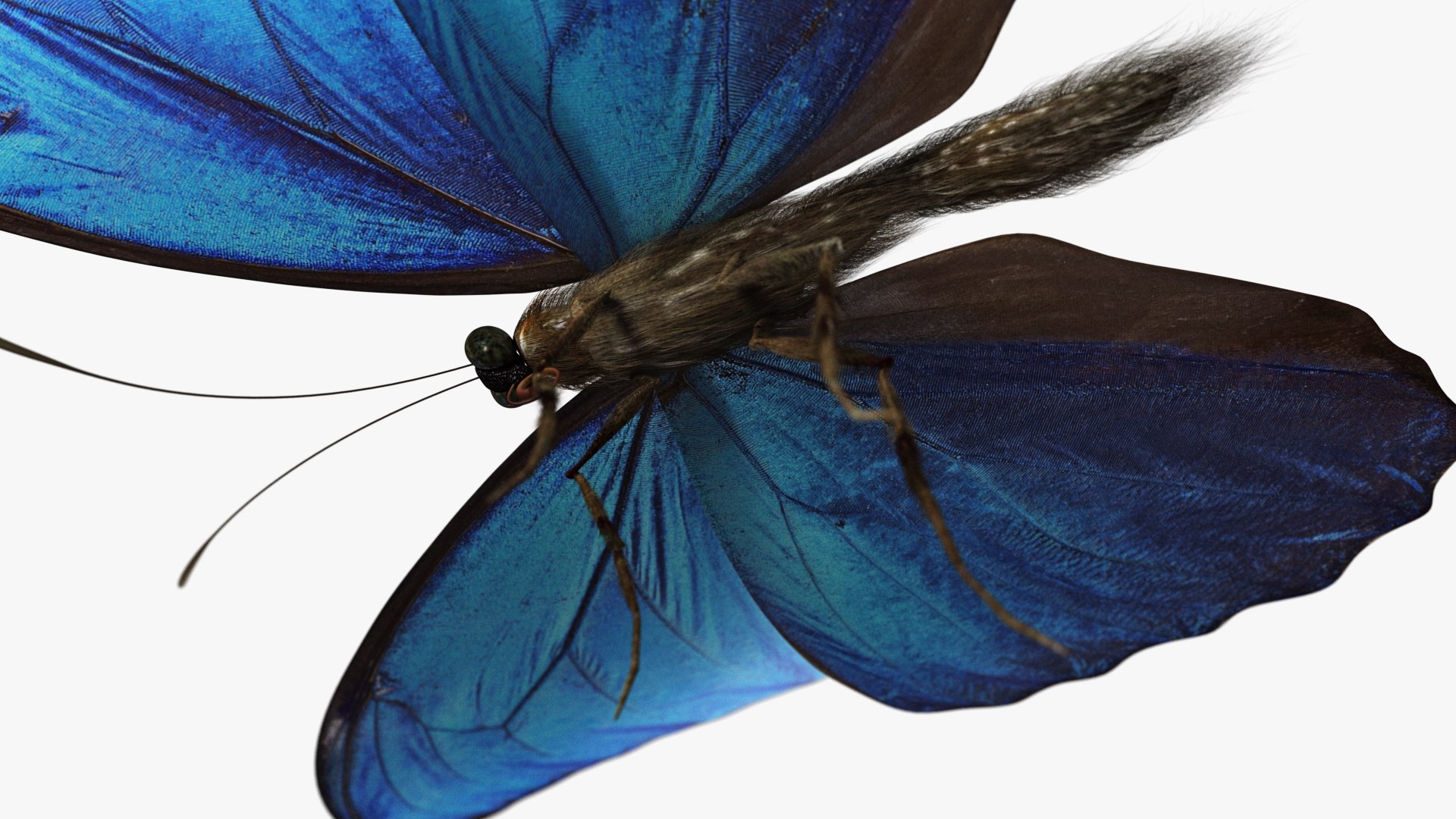 3D rigged animations https://p.turbosquid.com/ts-thumb/BP/MWVEcG/BWeT1X5I/butterfly01_g/jpg/1585249879/1920x1080/fit_q87/bc35077aec92c714641337871306befe5242c4a3/butterfly01_g.jpg