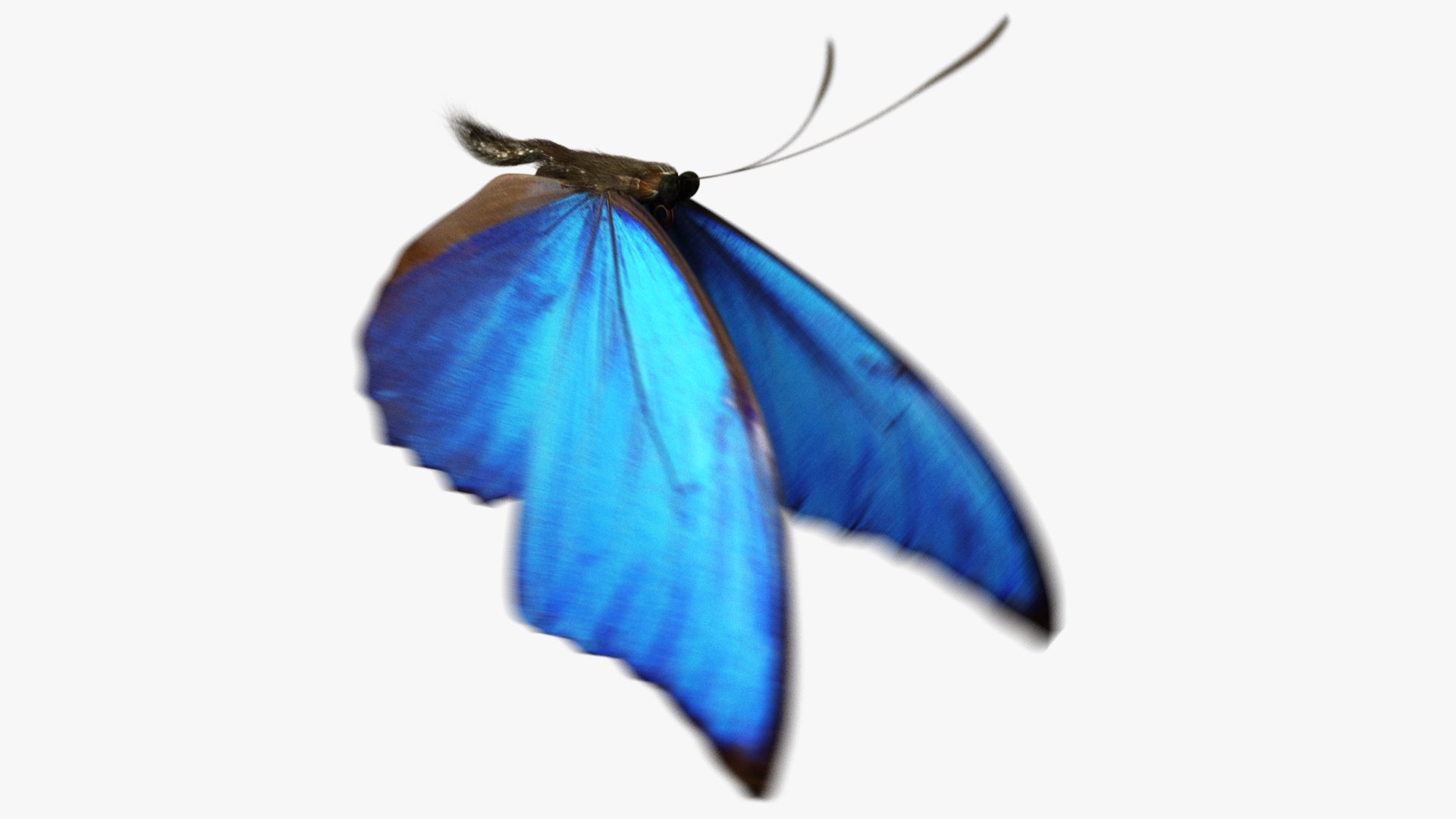 3D rigged animations https://p.turbosquid.com/ts-thumb/BP/MWVEcG/Eim5PDsB/butterfly01_e/jpg/1585249151/1920x1080/fit_q87/880c8d17eacbf40f91a41708af532a6cc48413ab/butterfly01_e.jpg