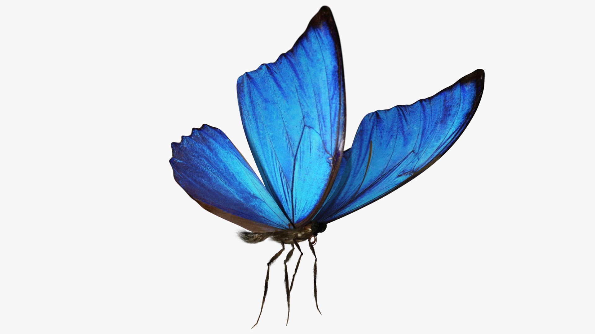 3D rigged animations https://p.turbosquid.com/ts-thumb/BP/MWVEcG/X1UKgn9V/butterfly01_a/jpg/1585243434/1920x1080/fit_q87/7f7189ebba02df45495beb3c87e00e3fbfaa14ae/butterfly01_a.jpg