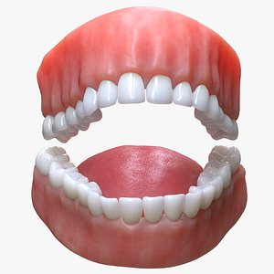 Human Mouth Teeth Tongue 3D