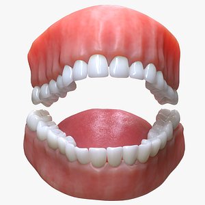 Human Mouth Teeth Tongue