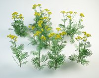 8 tansy set Tanacetum vulgare
