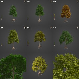 2021 PBR Smooth Leaved Elm Collection - Ulmus Minor model