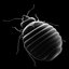 Bed Bug
