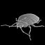 Bed Bug