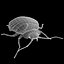 Bed Bug