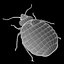 Bed Bug