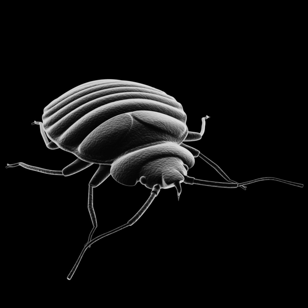 bed bug pest 3ds https://p.turbosquid.com/ts-thumb/BP/z08T4b/zEPuVHTe/bedbug.01/png/1410872555/1920x1080/fit_q87/8affc5eec5f0f506e2eae34e5bc9c8522a870ded/bedbug.01.jpg