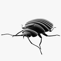 Bed Bug