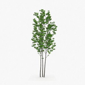 3D Fraxinus lanuginosa Aodamo