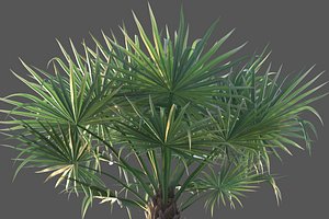 3D XfrogPlants Bismarck Palm - Bismarckia Nobilis