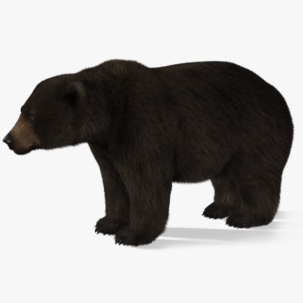 3d bear 2 fur model