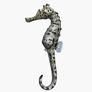 Seahorse 3D model