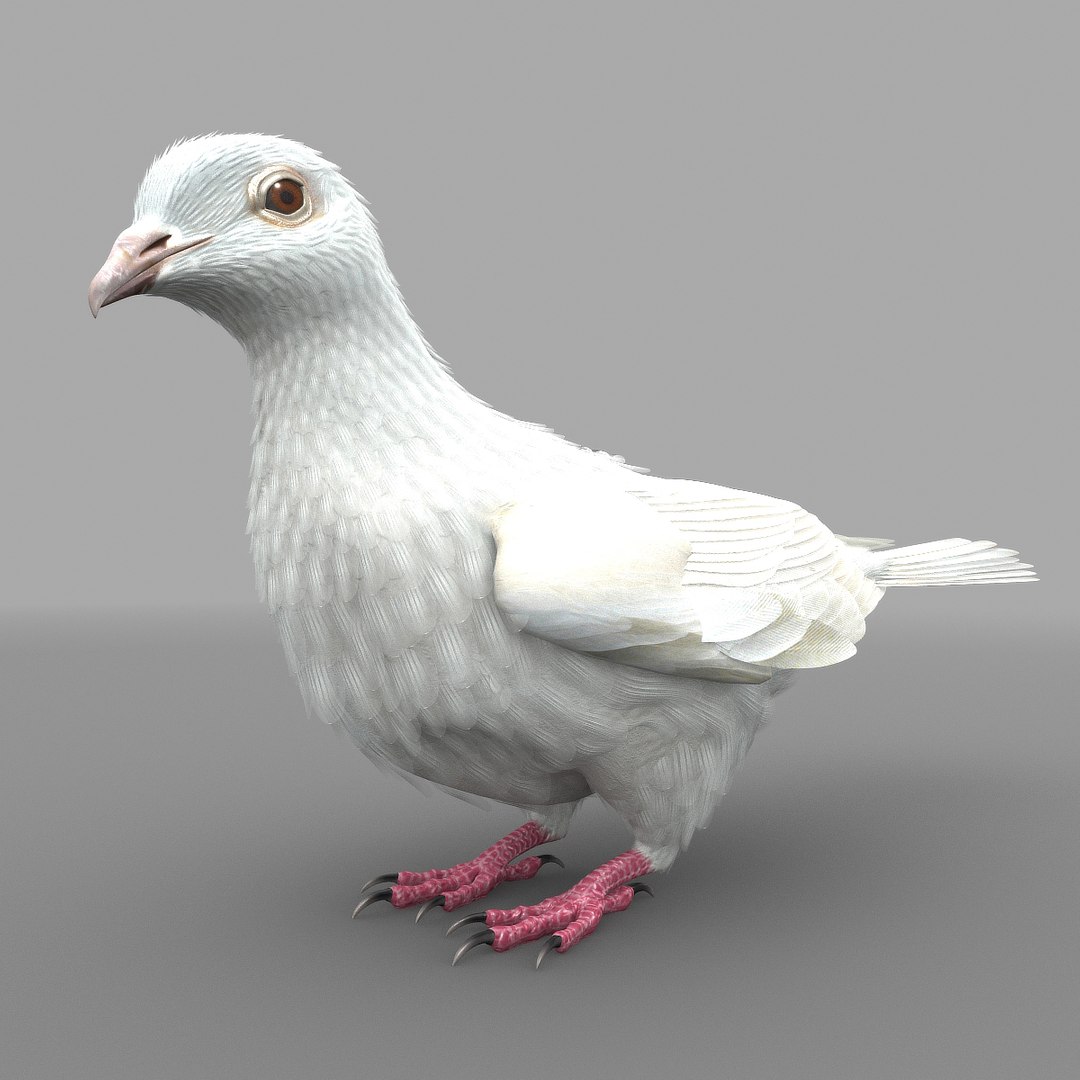 dove animation bird 3d model https://p.turbosquid.com/ts-thumb/BQ/LdErik/HkbUb3bT/dovesinglepix09/jpg/1452908335/1920x1080/fit_q87/fadd30a2d4b3ea0cc101203c22985b6b8dc03cc5/dovesinglepix09.jpg