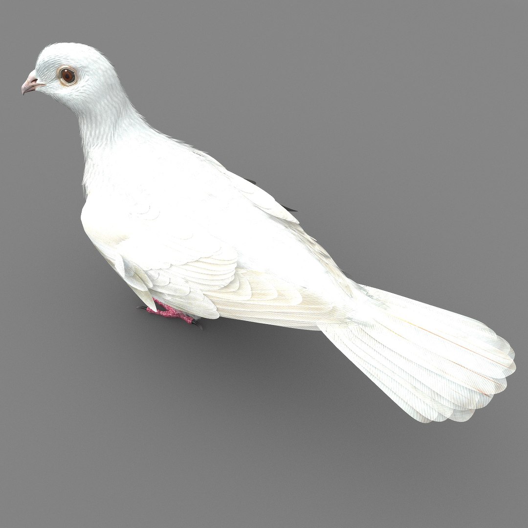 dove animation bird 3d model https://p.turbosquid.com/ts-thumb/BQ/LdErik/OeGRkH3P/dovesinglepix10/jpg/1452908335/1920x1080/fit_q87/d23e06f110436448dbcbab6cb87daab981b6f3f8/dovesinglepix10.jpg