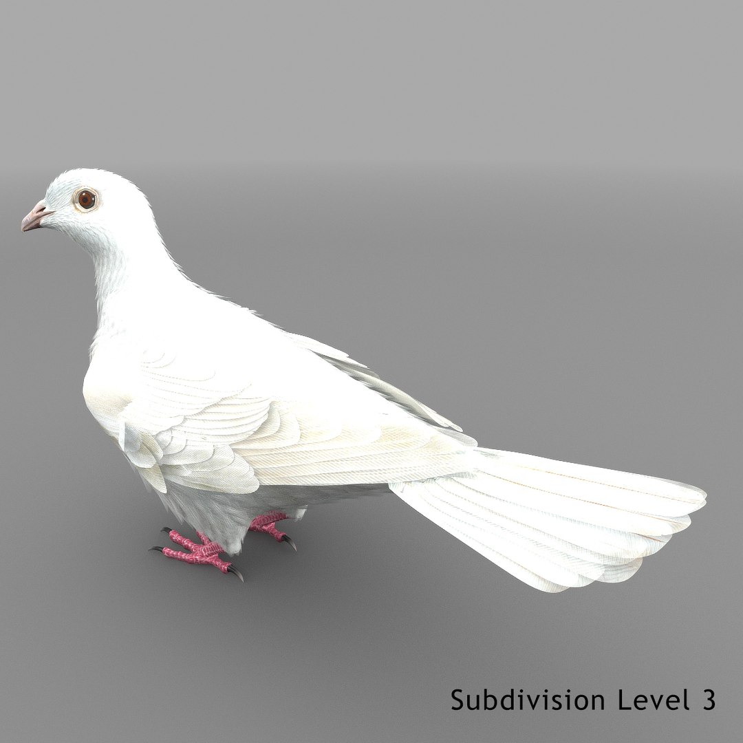 dove animation bird 3d model https://p.turbosquid.com/ts-thumb/BQ/LdErik/Qi5ctZwC/dovesinglepix16/jpg/1452908335/1920x1080/fit_q87/5380bd855563d9a63427188cf4a6c3d67df351a4/dovesinglepix16.jpg