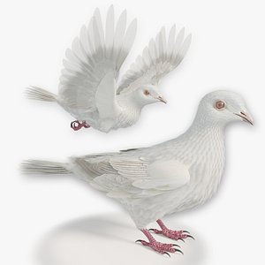 Dove