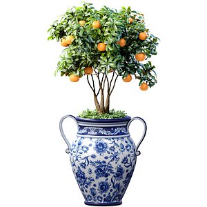 Orange Tree in an Italian vase Ornamental Citrus Indoor plant 3D