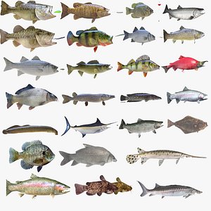 fish trout salmon bass model