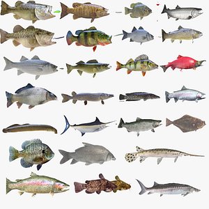 Fish Collection Vol 4